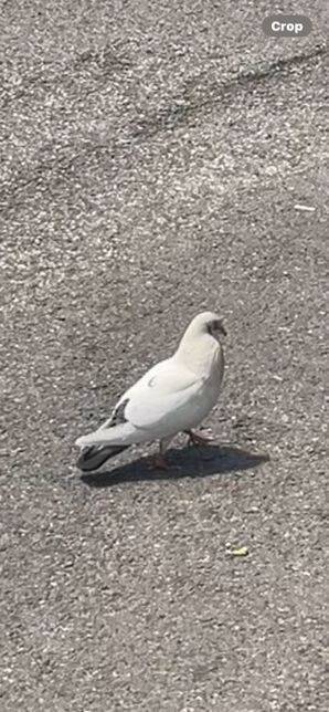 겉은 흰 깃털 속은 회색 깃털인 비둘기 돌연변이인건가요 다른종인가요?의 0번 째 이미지