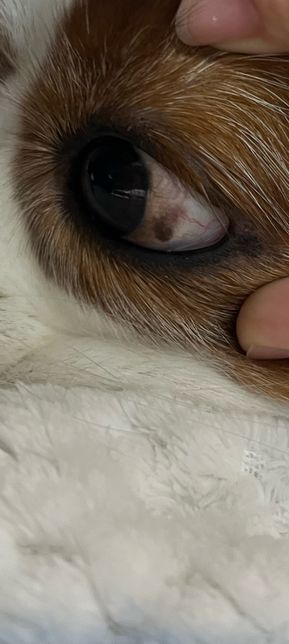 강아지 눈에 갈색점이 생겼어요 왜그런가요?의 0번 째 이미지
