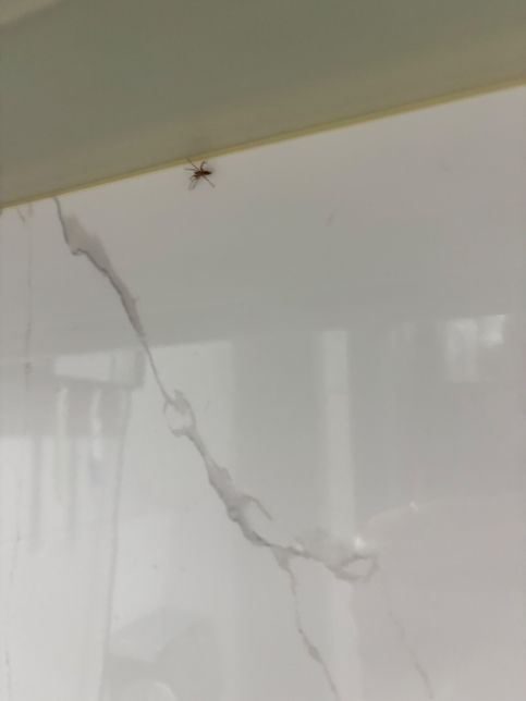 이거 무슨 거미인지 알고 싶습니다 ..의 1번 째 이미지