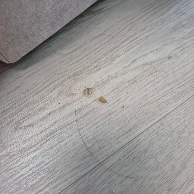 침대 아래에 이거 무슨 벌레인가요??의 0번 째 이미지