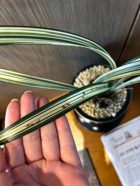 동양난 맞나요? 잘 키워보고 싶은데 상태 좀 봐주세요의 1번 째 이미지