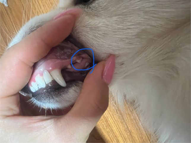 송곳니 뒤 이빨이 흔들려요 영구치 같은데 괜찮을까요?의 0번 째 이미지
