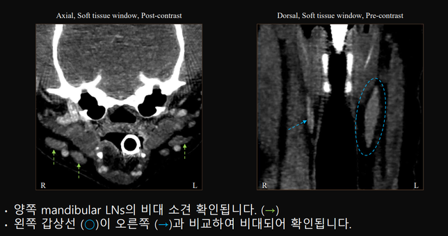 강아지 갑상선 이상태일때 포피염 관련 포비돈+멸균식염수 비율좀 알려주세요의 0번 째 이미지