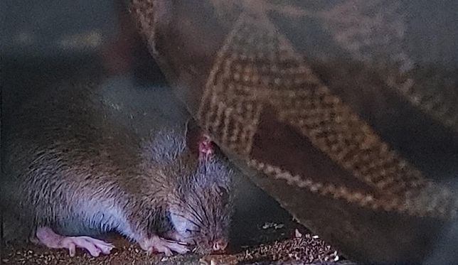 뱀이 동작이 느려도 육식하는 포유류보다 더 쥐를 잘 잡는 이유의 1번 째 이미지