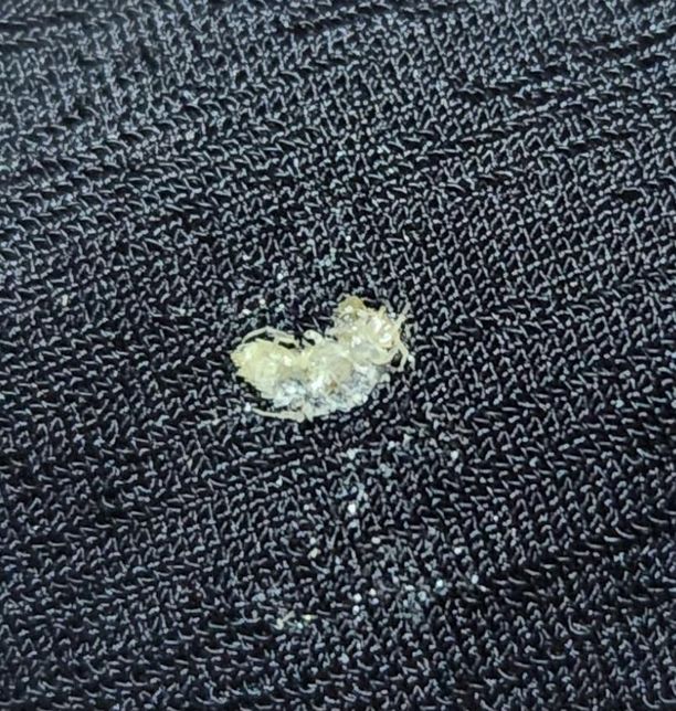 세탁기안 옷에서 나온 벌레인데 뭔가요?의 0번 째 이미지