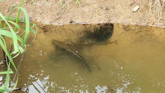 가물치는 왜 육지 근처의 얕은 물에서 알을 낳고 새끼를 키워요?의 1번 째 이미지