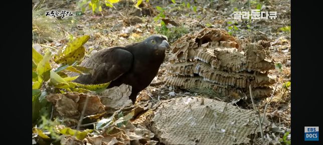 벌매가 여름에 바람을 타고 바닷가 통해서 우리나라 숲을 찾다가 중간에 비둘기를 발견하면 낚아챌까요?의 1번 째 이미지