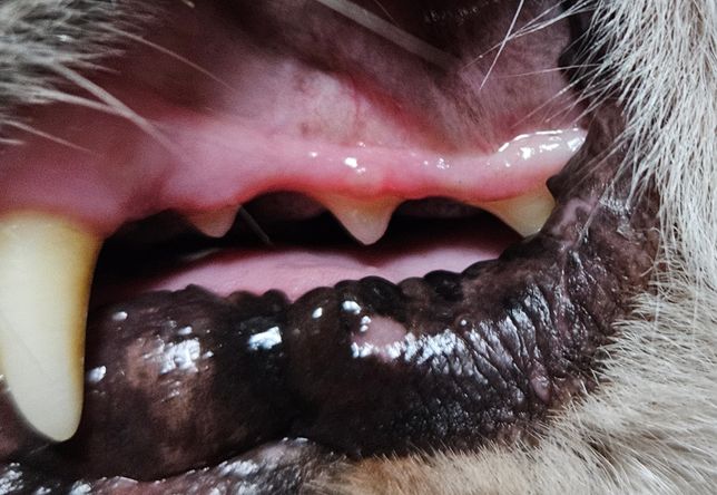 강아지 잇몸에 뭔가 볼록한게 나와있어요의 0번 째 이미지