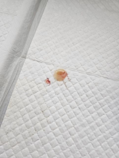 강아지 배변에 혈변이 나오는데 무슨 문제가 있는걸까요 ?의 1번 째 이미지