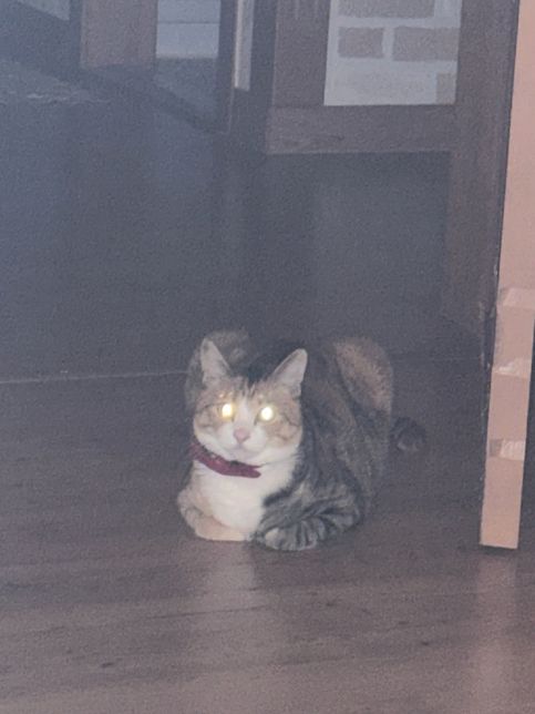 고양이가 자꾸 이렇게 쳐다봐요…왜이럴까요의 3번 째 이미지