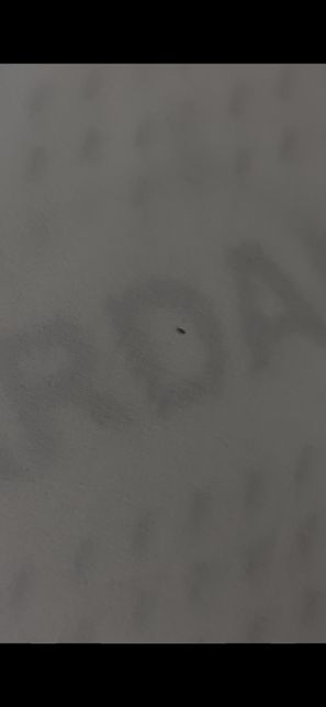 이거 베드버그인가요? 사진첨부했습니다의 2번 째 이미지