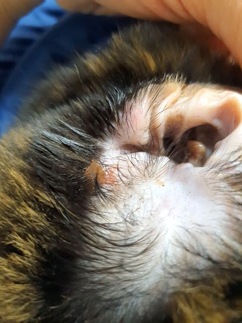 고양이 귀에 딱지가 간들간 붙어있고 밑쪽에 염증이 있어요의 0번 째 이미지