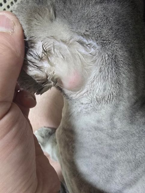 고양이 귀 뒤쪽 상태좀 봐주세요 왜 이러는걸까요??의 2번 째 이미지