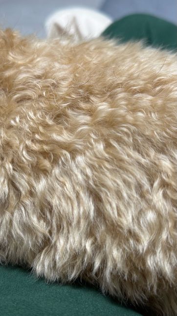 말티푸 성견되면서 털 색깔이 연해짐.의 0번 째 이미지