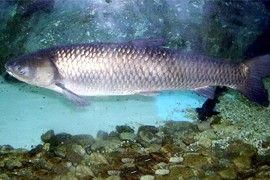 중국에서 들여온 물고기 초어는 왜 우리나라 하천과 호수에서 적응을 못하고 흔적도 없이 사라지게 되었나요?의 2번 째 이미지