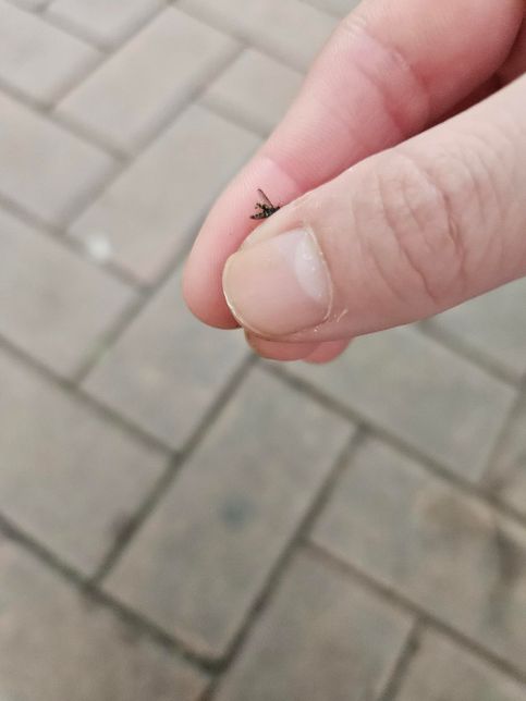 이거 혹시 무슨모기인가요?사진있어요의 1번 째 이미지