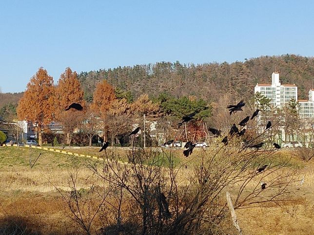 까치와 까마귀들이 늘어나면 육식동물인 맹금류 뿐 아니라 잡식성인 다른 새들도 다양한 구역을 찾아오기 힘들어요?의 0번 째 이미지