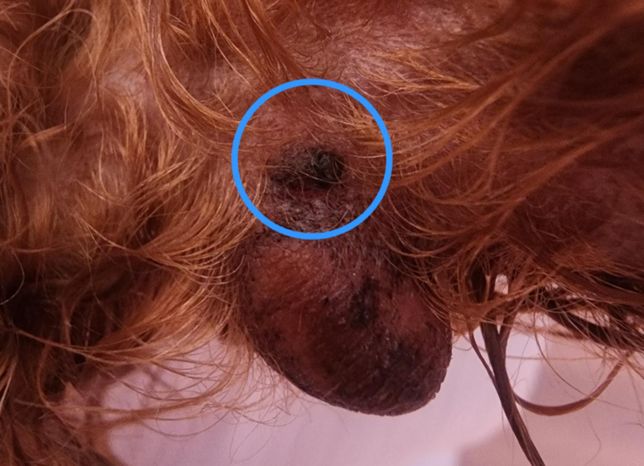 강아지 발목볼록살 옆에 작은 검정색 혹 같은 게 있어요.의 0번 째 이미지