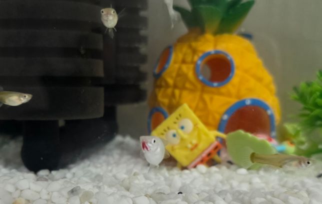 물고기 풍선몰리가 아픈건지 봐주실 수 있으신분 ㅠㅠ의 0번 째 이미지