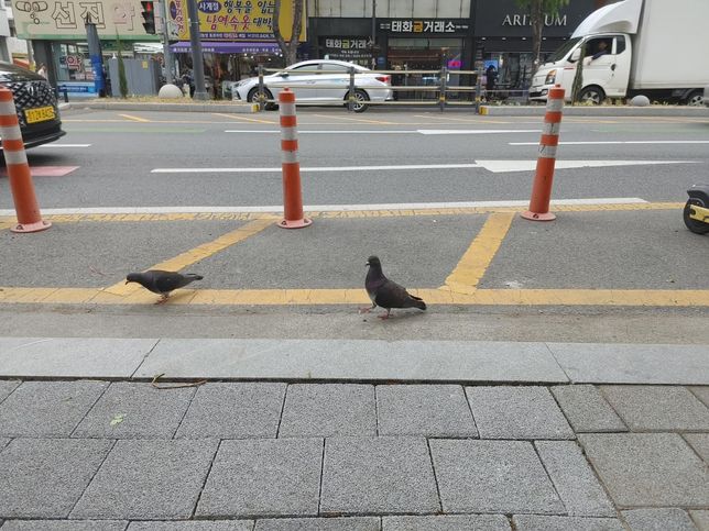 집비둘기는 왜 다른 새들보다 빠르고 높이 날아도 맹금류에게 사냥을 당해요?의 2번 째 이미지