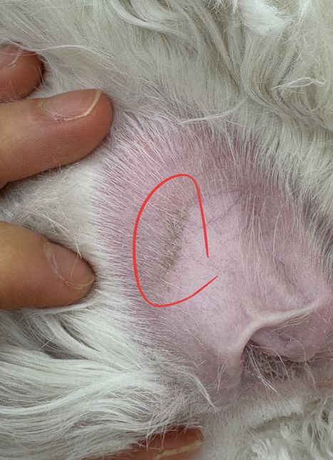 강아지 귀에 이거 뭘까요….????의 0번 째 이미지