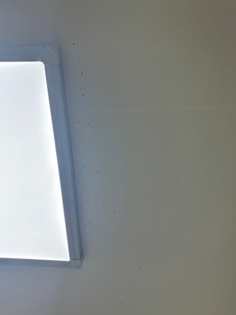 벌레 정체가 뭘까요 집 천장에 붙어있는 벌레의 0번 째 이미지