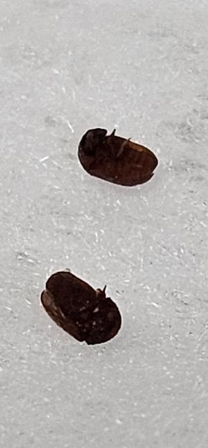 살려주세요 이거 무슨 벌레일까요?..휴지로잡은거에요..의 1번 째 이미지