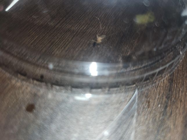 이 모기는 사람을 무는모기인가요???의 1번 째 이미지