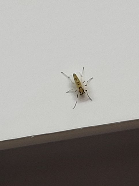 집 씽크대 수납장 문에 있는 이 벌레 정체가 뭔가요?의 1번 째 이미지