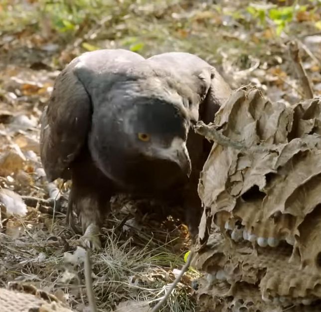 벌매는 정말 발톱으로 땅도 파서 애벌레를 찾을 줄도 아나요?의 1번 째 이미지
