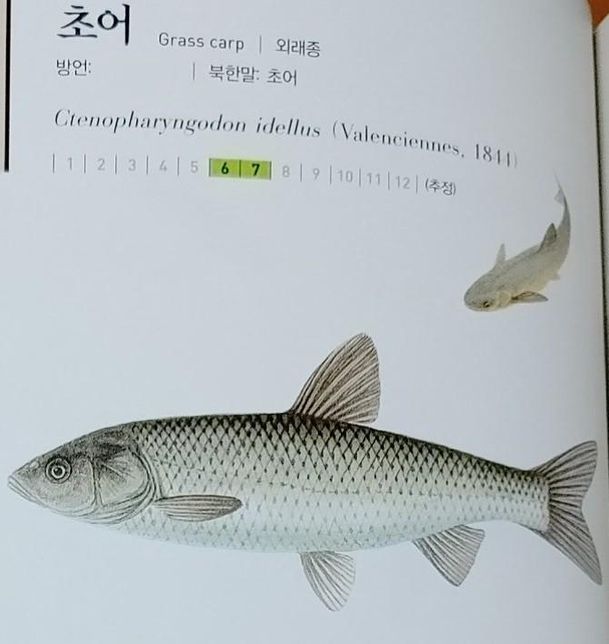 중국에서 들여온 물고기 초어는 왜 우리나라 하천과 호수에서 적응을 못하고 흔적도 없이 사라지게 되었나요?의 1번 째 이미지