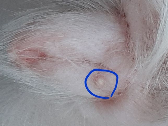강아지 생식기 근처 뽀루지인가요? 아님 무엇인가요?의 1번 째 이미지