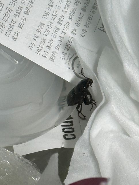 이거 바퀴벌레 맞을까요? 아니면 어떤 벌레인가요? ㅠㅠ의 0번 째 이미지