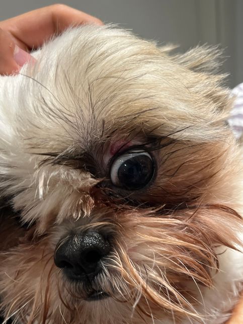 강아지 눈에 이상하게 있어요 도와주세요의 0번 째 이미지