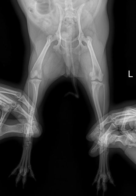 미니포메2살 슬개골 엑스레이 봐주세요의 0번 째 이미지