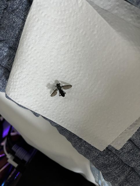 자취방에 들어왔는데 이건 무슨 곤충인가요?의 1번 째 이미지