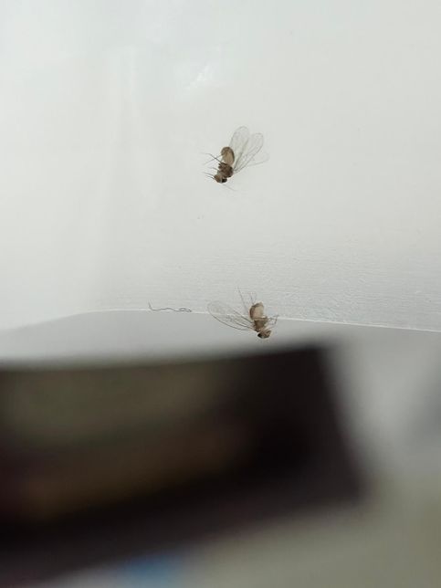 벌레 정체가 뭘까요 집 천장에 붙어있는 벌레의 1번 째 이미지