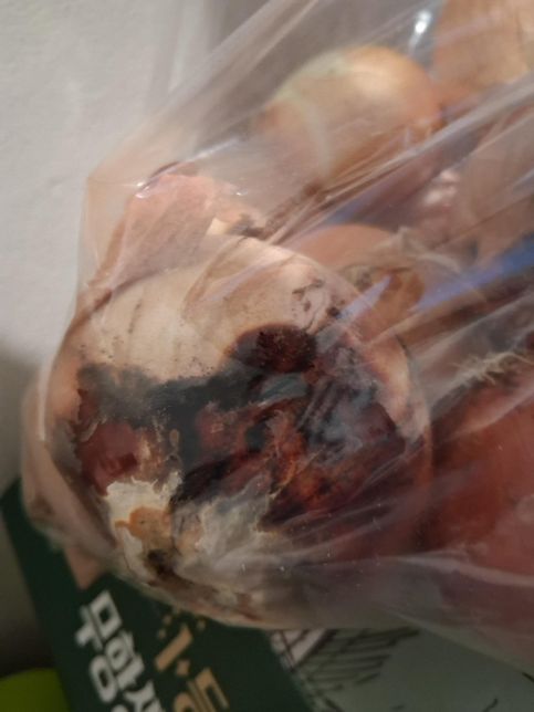 양파에 곰팡이가 피고 껍질도 녹은 거 같은데 일반쓰레기로 버려야 하나요?의 1번 째 이미지