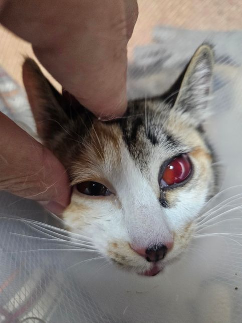 고양이 관한 질문입니다. 너무 부정적으로 읽어주시 않으면 좋겠습니다.의 2번 째 이미지