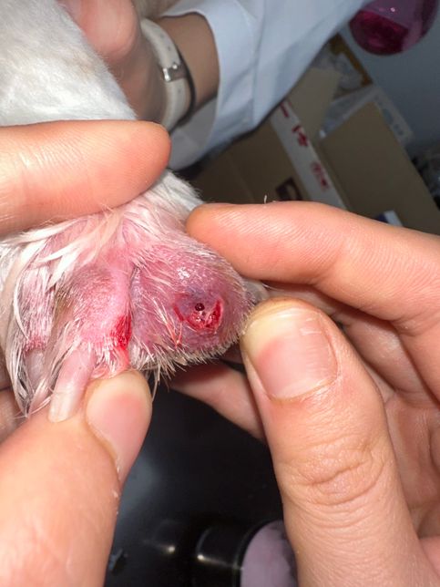 저희 강아지 발에 상처가 났는데 이거 뭔가요??의 0번 째 이미지