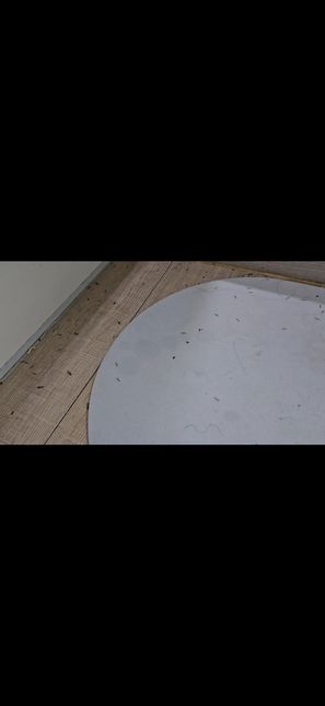 이 개미? 벌레들 이름이 뭐고 왜 생기는지 알려주세요의 0번 째 이미지