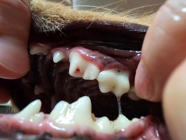 강아지 치아에 안쪽에 피가보이는데 치료가필요하나요?의 0번 째 이미지