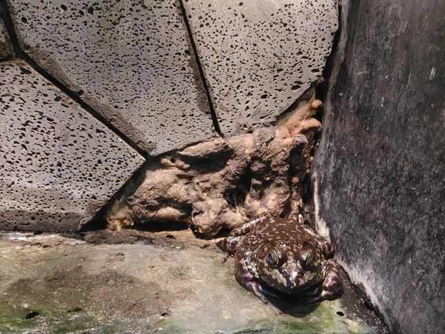 큰입배스와 황소개구리, 붉은귀거북은 천적관계인가요?의 1번 째 이미지