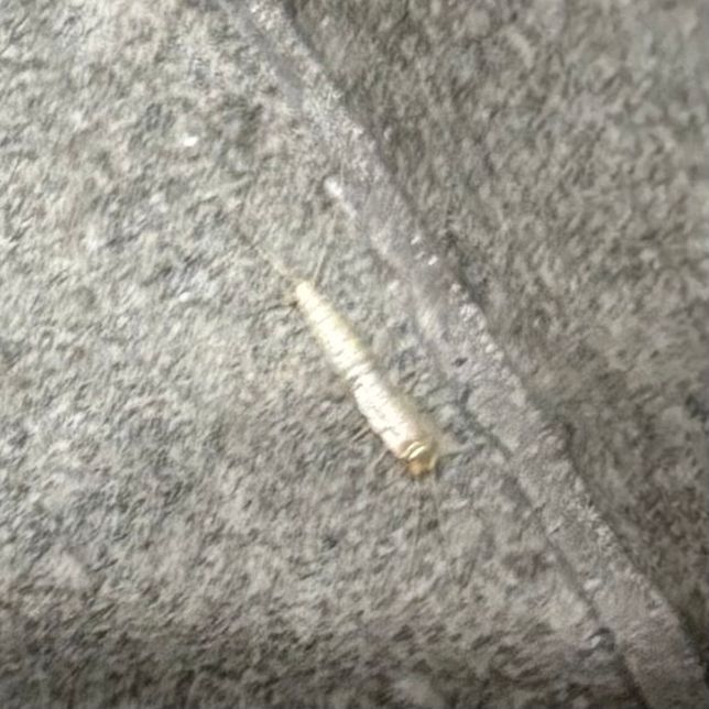 집에서 이런 벌레가 가끔씩 나오는데 벌레이름이 뭐고, 발견되는 이유가 뭔가요?의 1번 째 이미지