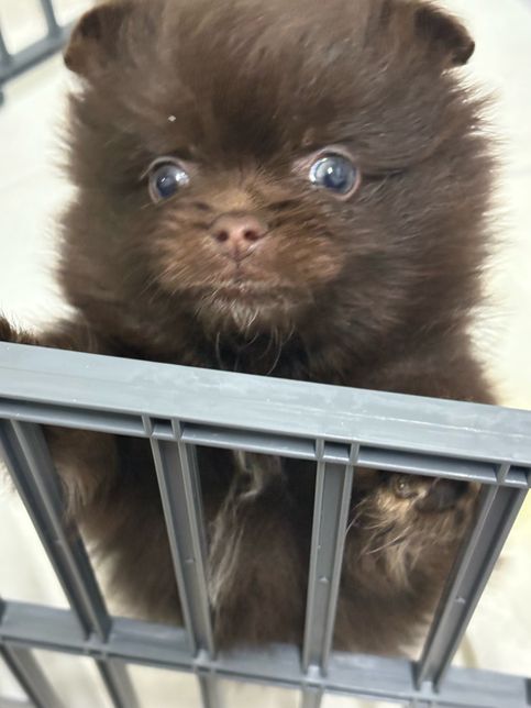 2개월된 아기 포메 눈 색깔이 다릅니다의 1번 째 이미지