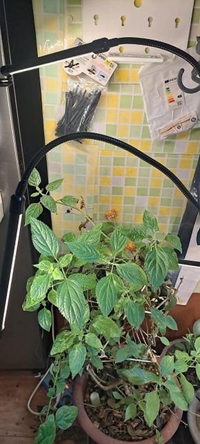 led로 방안에서도 이 추운겨울에 꽃이 피는 현상 진짜 이게 어떤 원리로 이렇게 되는 걸찌?의 0번 째 이미지