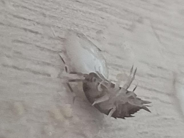 집에서 나왔는데 혹시 해충인가요??의 0번 째 이미지