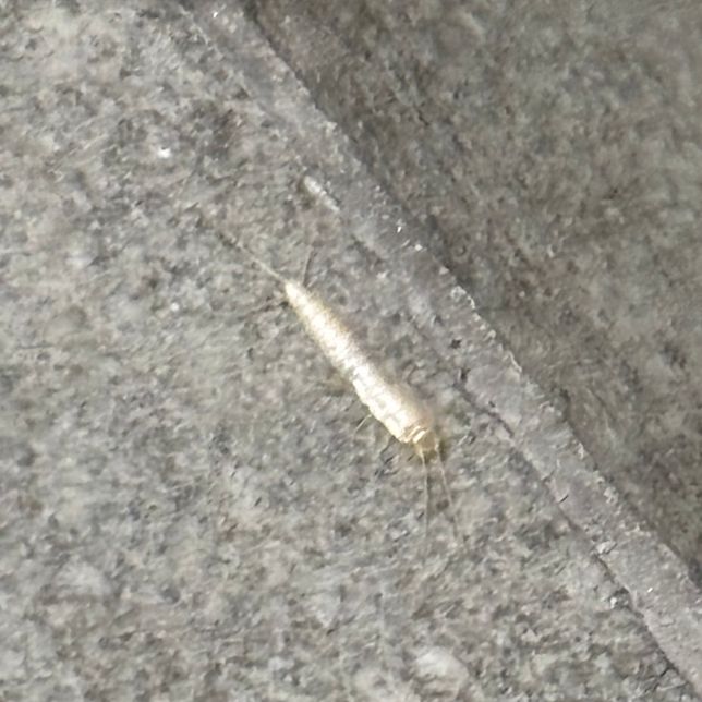 집에서 이런 벌레가 가끔씩 나오는데 벌레이름이 뭐고, 발견되는 이유가 뭔가요?의 2번 째 이미지