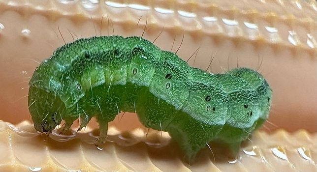 이 애벌레의 종류와 나비인지 나방인지 알려주실분의 3번 째 이미지