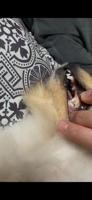 강아지 이빨 잇몸이 흔들려요 원래 그런가요 ?.̊̈의 0번 째 이미지